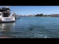 Labrador swimming - Vader