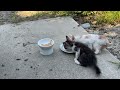 More kittens have come to eat food | Stray cat Sherry's kitten