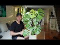 How to propagate your Monstera with 100% success (includes results after 4 months)