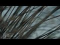 Sony a7S III Wildlife Video - 120fps - S-Log3/S-Gamut3