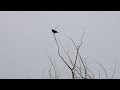 Early Spring Birdwatching at Clifford E. Lee Nature Sanctuary near Edmonton, Alberta, Canada