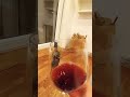 ПРОБУЮ БЕЗАЛКОГОЛЬНОЕ ВИНО 🍷 А ВЫ ПРОБОВАЛИ!!!???