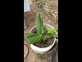 Planting ginger in a bucket part 2