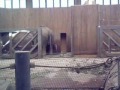 Only young elephant in Zoo Ostrava