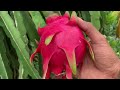 F1 hybrid pink Dragon fruit harvest Sylhet