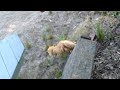 LION THE FLYING SWIMMING FELINE SUPER CAT