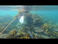 Freediving and spearfishing near Wellington Rock, Army bay, Auckland, NZ