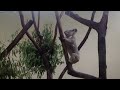 koala scratching at its bottom