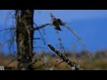 Red-backed shrike,Tornskate,Обыкновенный жулан,Pie-grièche écorcheur,Neuntöter,Grauwe klauwier,p1000