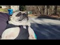 SPC [Soothing Pug Content] - A Typical Day