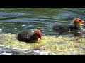 Как эта крохотная птица поганка защищает гнездо. How this tiny grebe bird protects its nest.