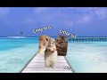 CAT MEMES Pov: Going to the beach