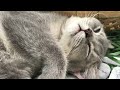 You Laugh You Lose😹Funniest Dogs and Cats 2024😻🐶