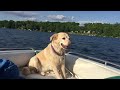 Abby enjoys a boat ride.