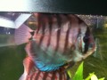 My Discus Fish!!!