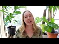 How to prune a monstera | Why pruning is important