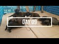 Belgian Malinois Puppies | First two weeks
