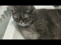HOT! Sleepy Cat Takes a Refreshing Nap in the Sink | Cute Cat Video