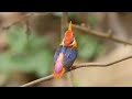The Bird Kingdom: A Vibrant Display of Nature's Beauty
