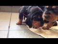 The UK's 2nd Black & Tan Coonhound litter at 3 weeks old