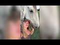 The Cutest HORSES Equestrian TikTok Compilation #106