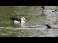 Radjah Shelduck at Einbunpin Lagoon 24-10-2020