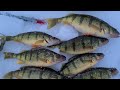 Montana Icefishing - Perch Save The Day!