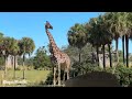 Kilimanjaro Safaris | Disney's Animal Kingdom | Walt Disney World 2023   4K