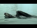 Deep Sea Diving For Food | Natural World: Penguins of The Antarctic | BBC Earth
