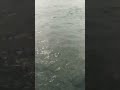 Humpbacks in the bay