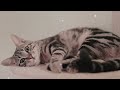 Soothing music for cats - Piano music that relaxes cats and puts them to sleep