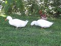 Ducks and Chickens...happy together