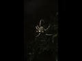 Love heart orb spider aerial ballet