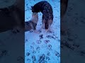 Huskies enjoy the snow