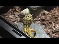 Leopard Gecko feeding video 3
