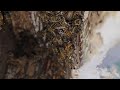 SoCal Bee Removal & Relocation-Floyd Beekeeper.Another Hive In The Wall Swarm In Fallbrook San Diego