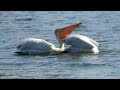 White Pelicans feeding in Unison