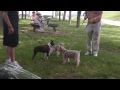 Our Boston Terrier Sophie meeting her Mini Schnauzer Friends!