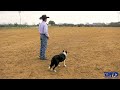 How To Improve Your Working Dog Recall On Stock!