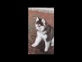 Funny Animals