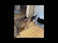 Cats Videos make you SMILE 😁 Funny Cat Videos − Funny Cats