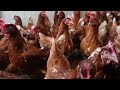 Risks of H5N1 bird flu in dairy, poultry, and people