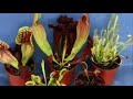 Carnivorous Plants | మాంసాహార మొక్కలు | Telugu Educational video | I CUBE