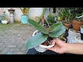 Orchid Care Tips After Flowering