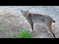 Beautiful Bobcat in our yard as our Cat runs in the house!