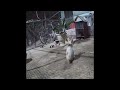 ❤️😻 So Funny! Funniest Cats and Dogs 2024 😹🐱 Funny And Cute Animal Videos 2024 # 17