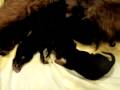 Airedale Terrier newborn puppies & mom 2009
