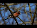 Common chaffinch call Singing,Bokfink lyd,Зяблик Пение,Pinson des arbres chant,Vink zingt,bird song