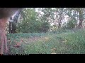 Fawn Slow Walks Past Camera