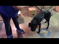 Labrador Nosework - Vader